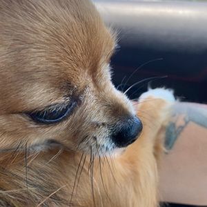 Meet your Posher, Samantha